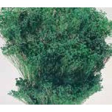 BLOOMS BROOM Emerald (BULK)-OUT OF STOCK